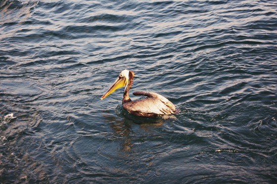 Floating Pelican